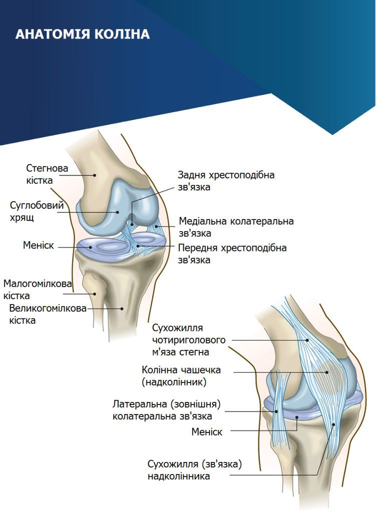 endoprotezuvannya anatomiya kolina