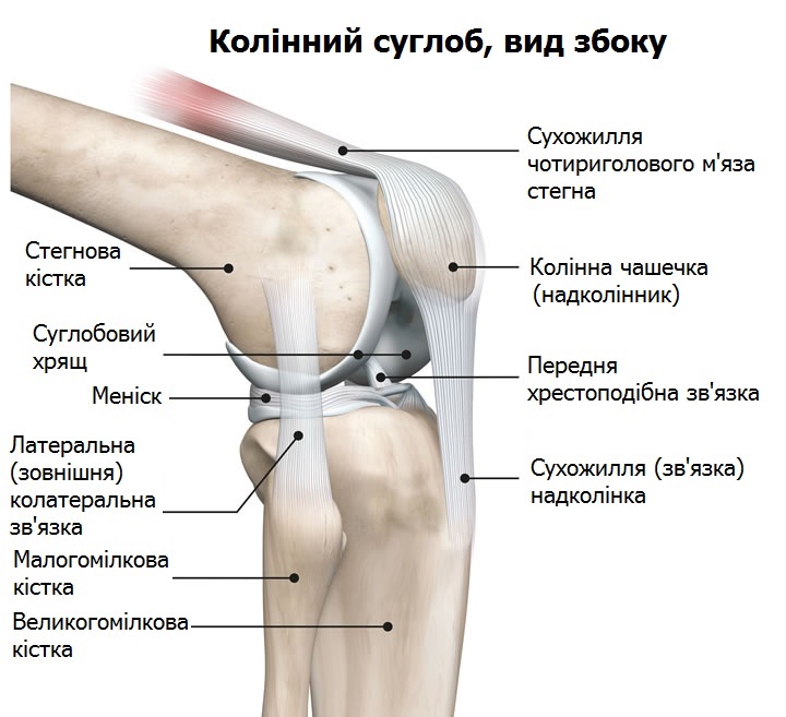 shtuchni sugloby anatomiya kolina